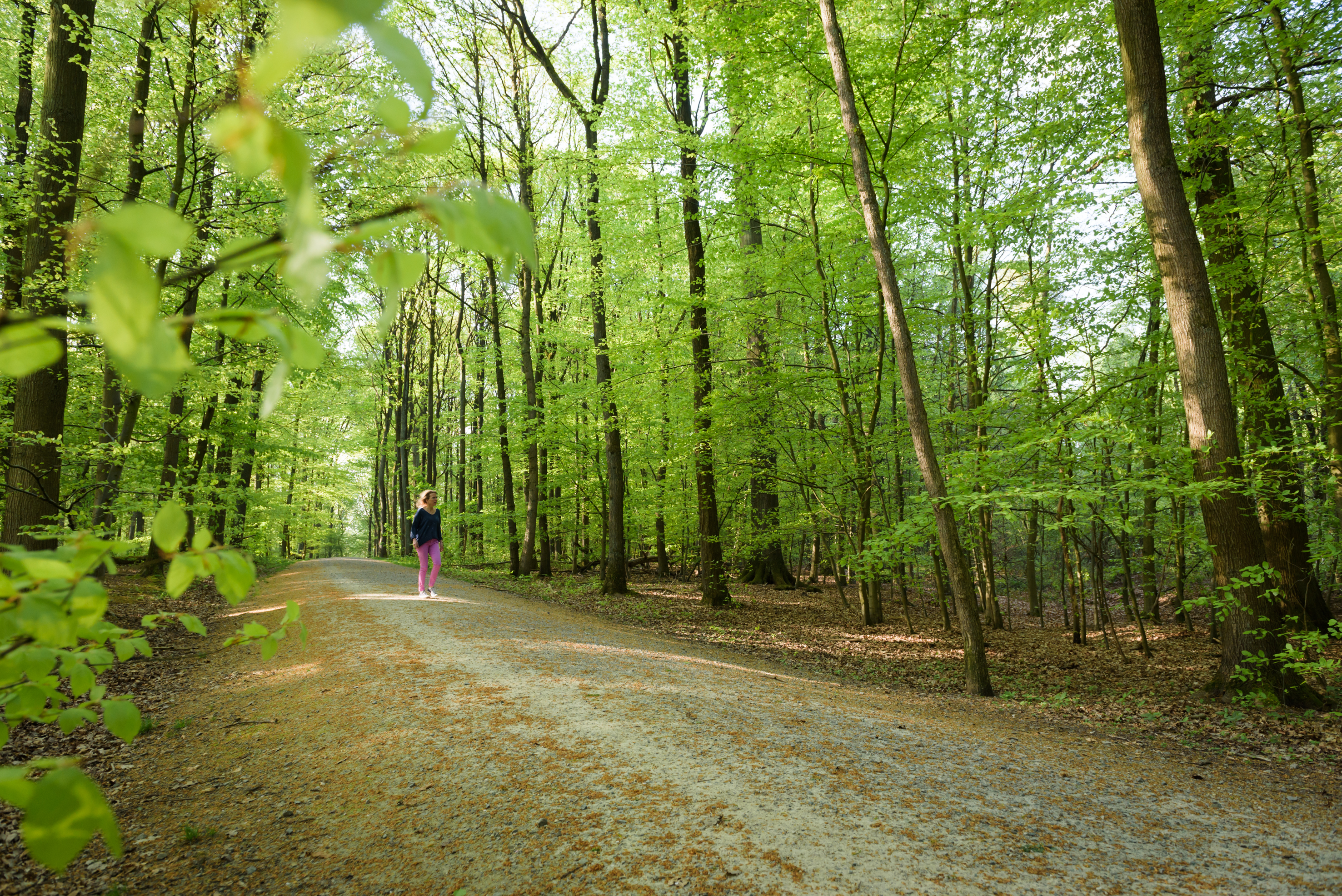 Cheminer en forêt