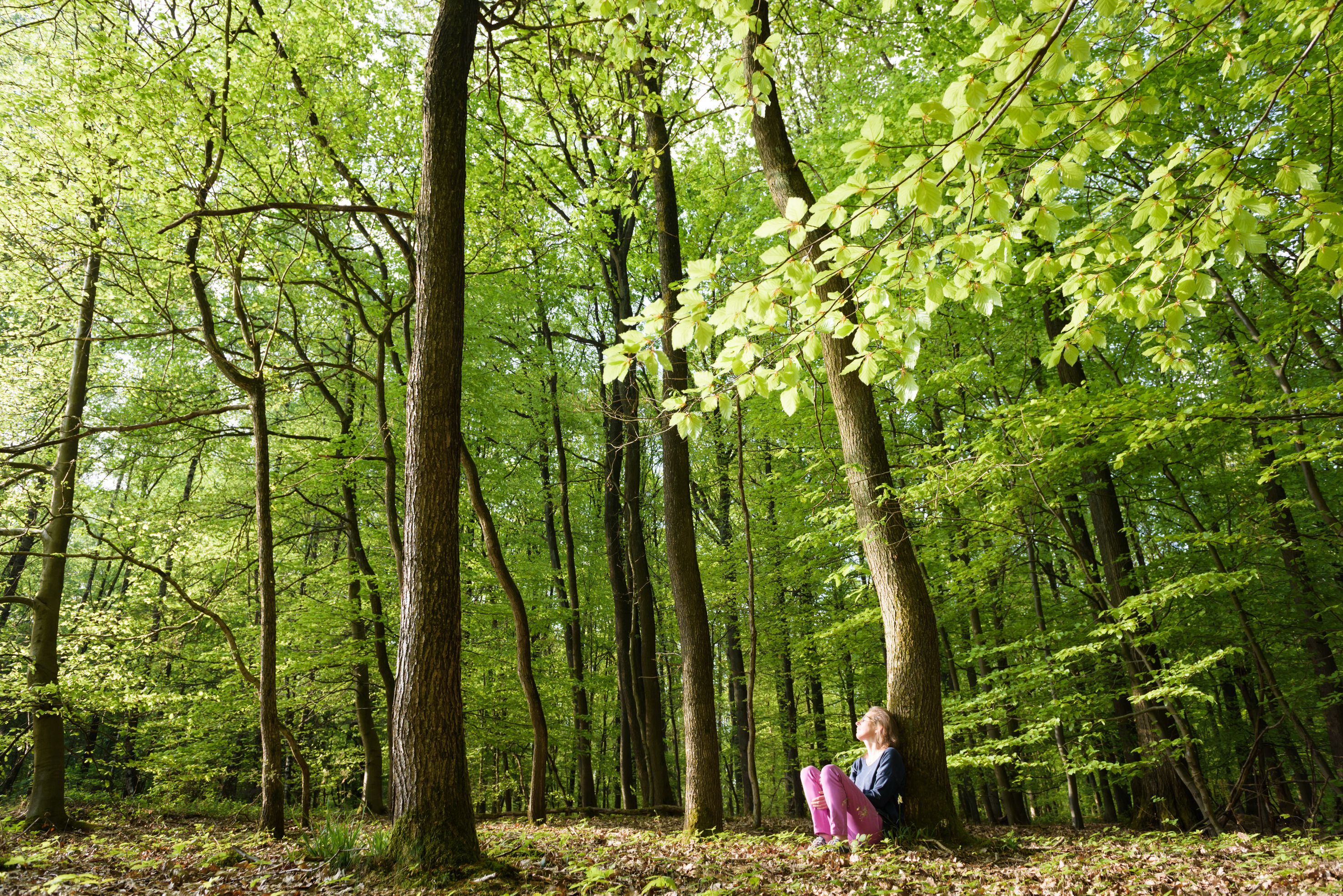 Energie des arbres - Véronique Massard