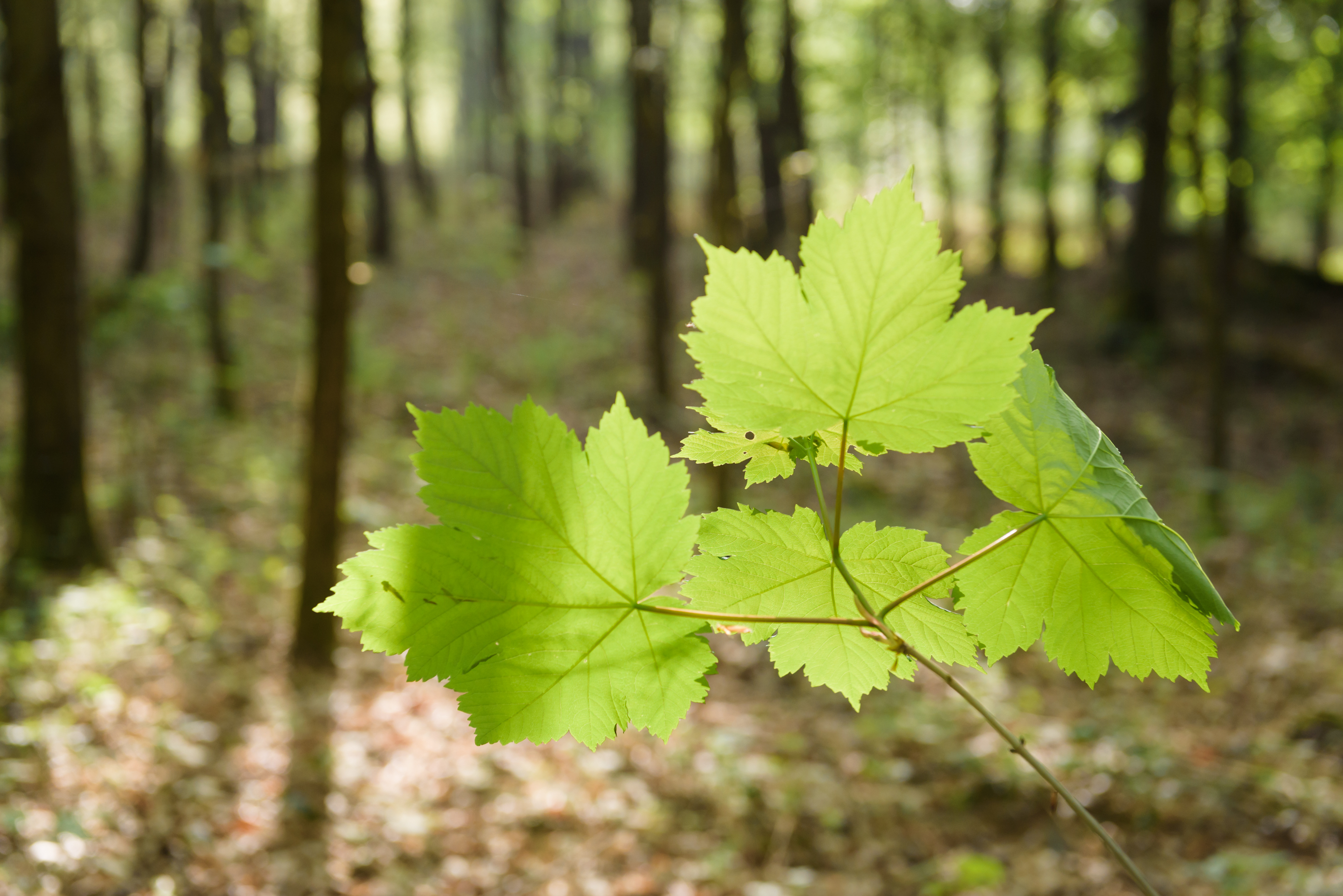 Changer de regard, forêt, arbres, énergie des arbresMarche consciente, marche méditative, connexion, forêt, énergie des arbres, sylvothérapie, connexion, arbres, communication, intuition, guides, esprits de la forêt, fées, lutins, esprits de la nature Changer de regard, forêt, arbres, énergie des arbres
